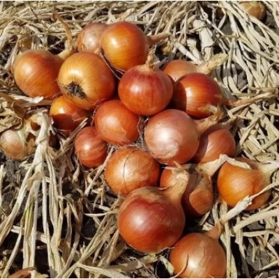 Шанкар F1 (Калипсо F1) семена лука 250000 семян, Libra Seeds, Италия
